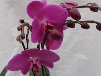 orchidee1
